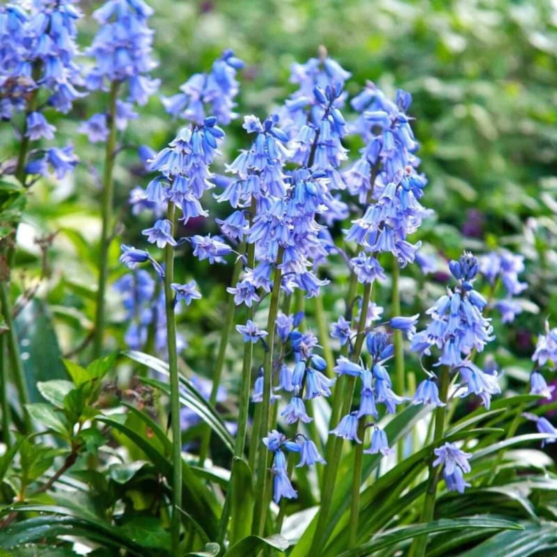 Scilla - Zambila Siberiană (Viorele) Campanulata 5 Bulbi/Pachet