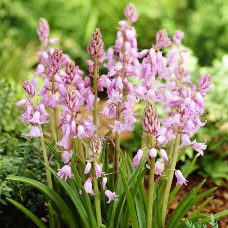 Scilla - Zambila Siberiană (Viorele) Roz 5 Bulbi/Pachet