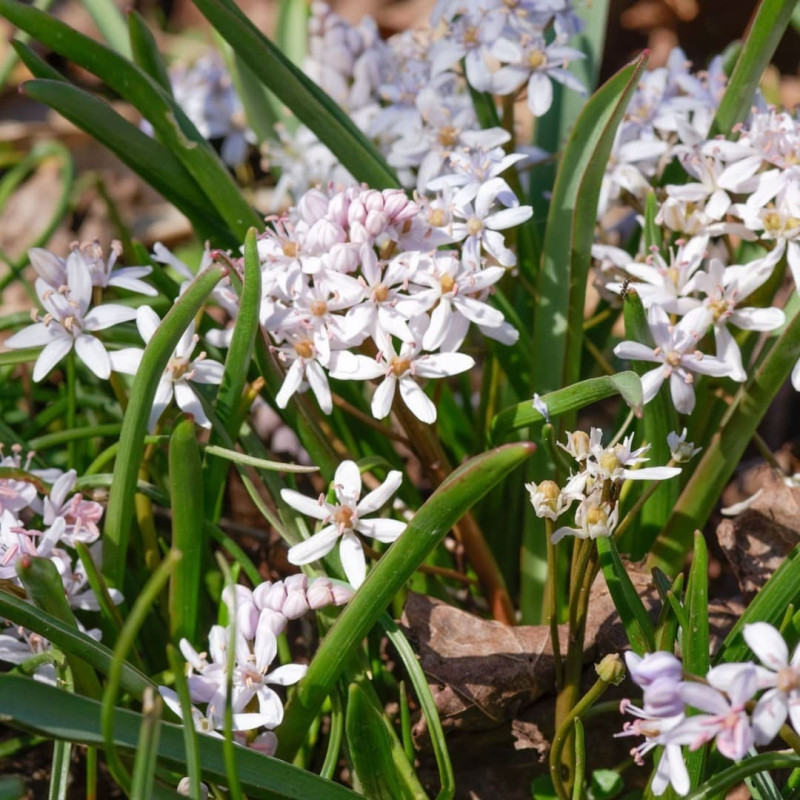 Scilla - Zambila Siberiană ( Viorele) Rosea 5 Bulbi/Pachet
