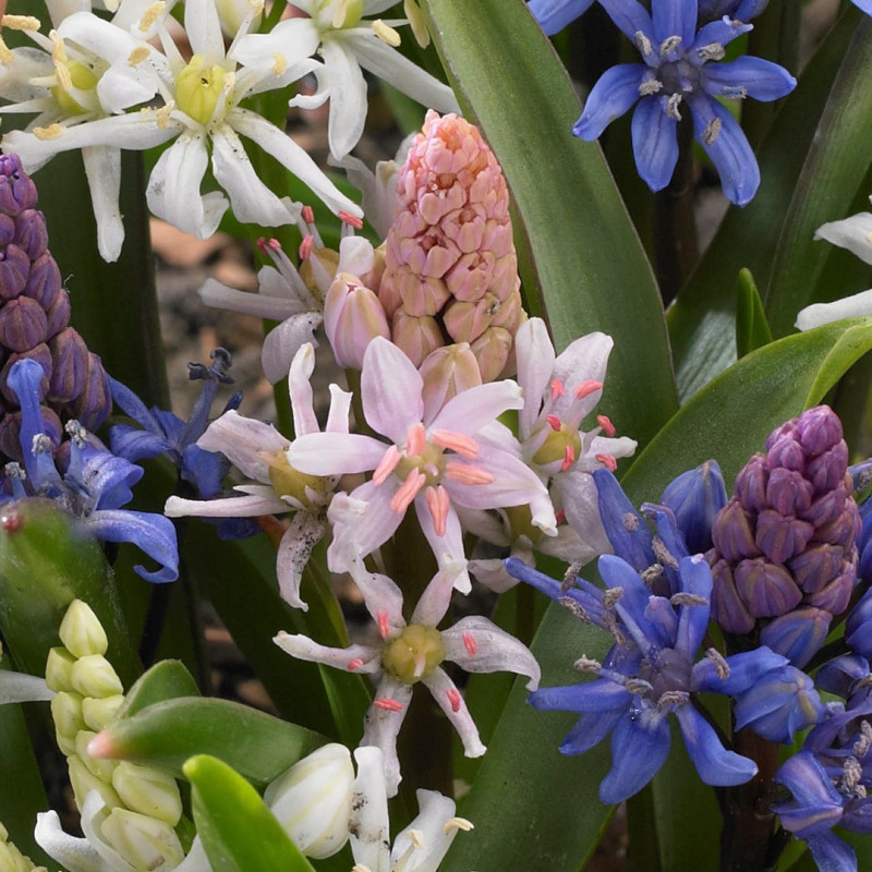 Scilla - Zambila Siberiană (Viorele) Bifolia Rosea 5 Bulbi
