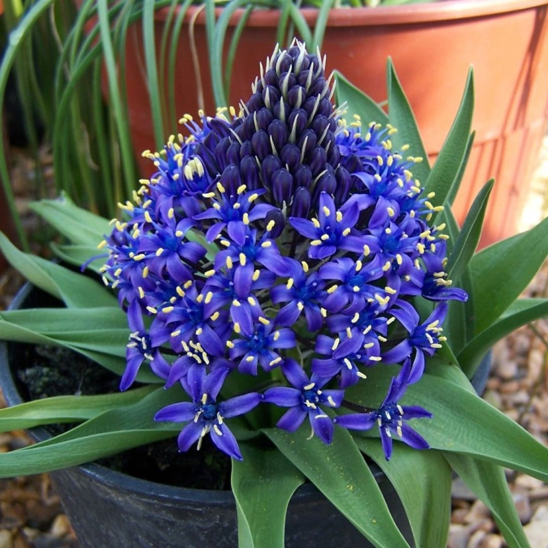 Scilla - Zambila Siberiană ( Viorele) Peruviana 5 Bulbi/Pachet