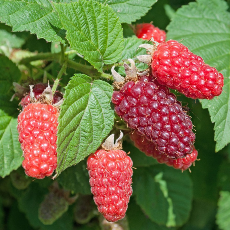 Zmeur Rosu "Tay Berry" - Butasi - Pepiniera Bulbshop