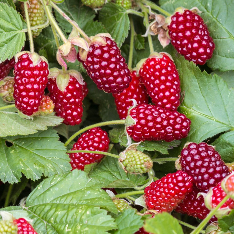 Hibrid Zmeur-Mur "Thornless Loganberry" - Butasi - Bulbshop