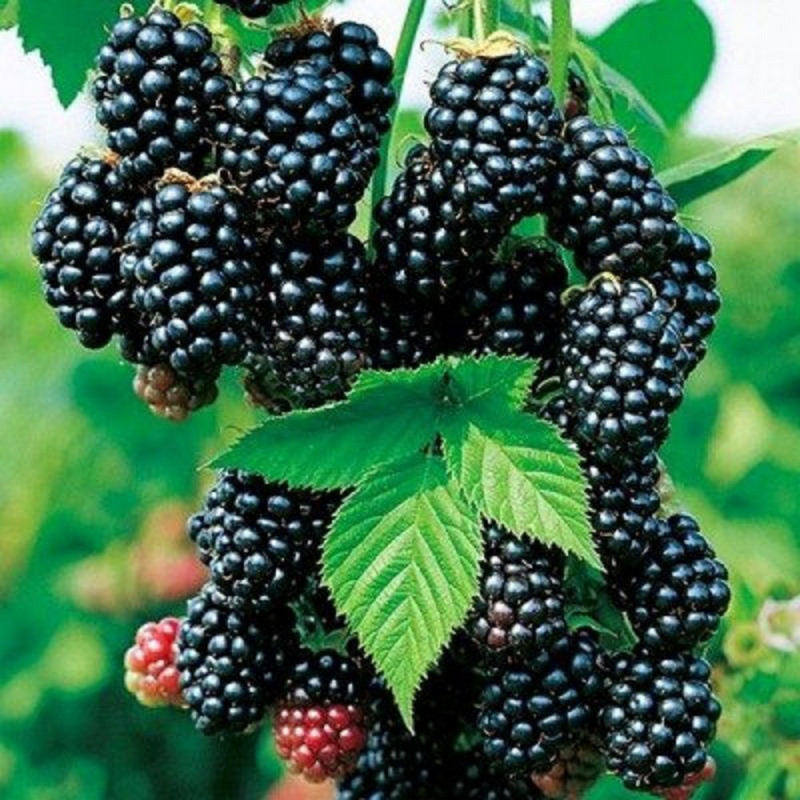 Mur Fară Spini "Black Satin" la Ghiveci 2L Înălțime 50-60cm