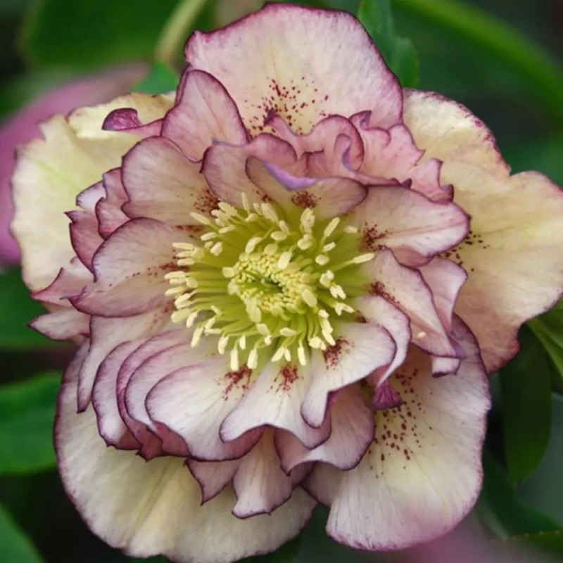 Helleborus - Spanz "Double Elen Picotee" - Bulbshop