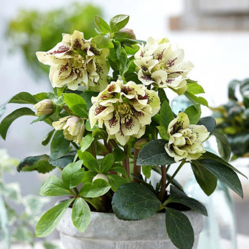 Helleborus - Spanz "Double Ellen Yellow" - Bulbshop