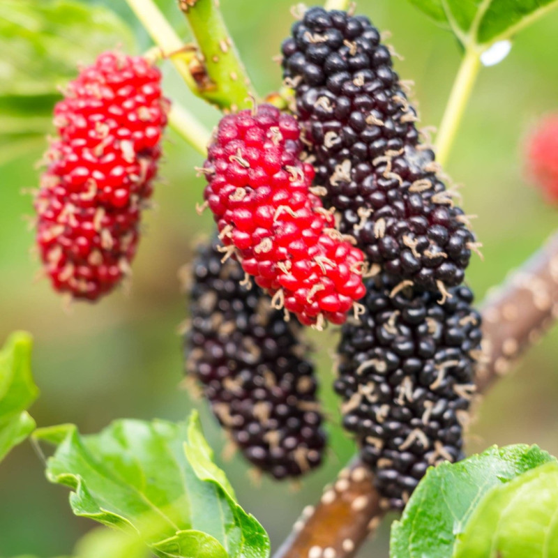 Dud Pitic Hibrid "Mojo Berry" la Ghiveci 2L  Înălțime 50-60cm