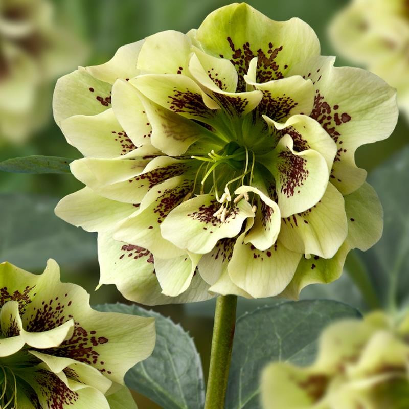 Helleborus - Spanz "Double Ellen Yellow Spotted" - Bulbshop