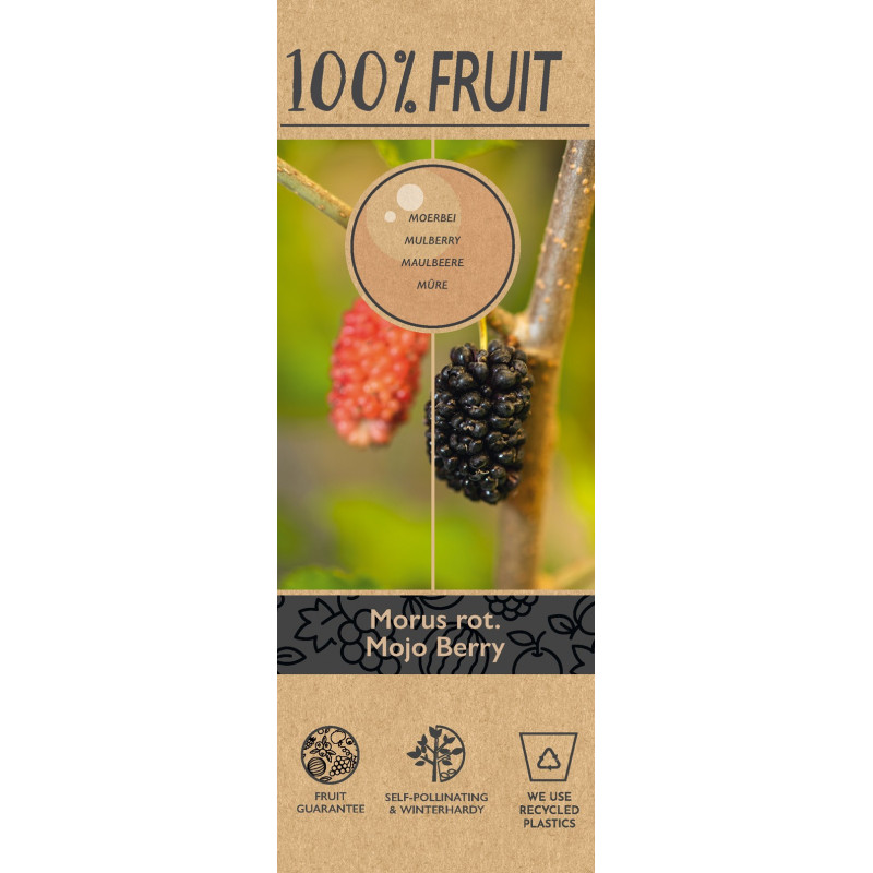 Dud Pitic Hibrid "Mojo Berry" la Ghiveci 2L  Înălțime 50-60cm