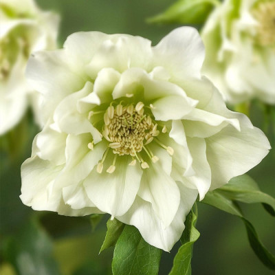 Helleborus - Spanz "Double Ellen White" - Bulbshop