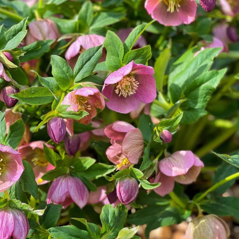 Helleborus - Spanz "Early Spring Garden" - Bulbshop
