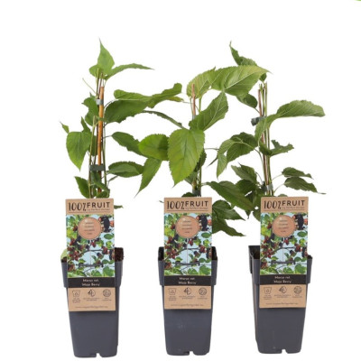 Dud Pitic Hibrid "Mojo Berry" la Ghiveci 2L  Înălțime 50-60cm