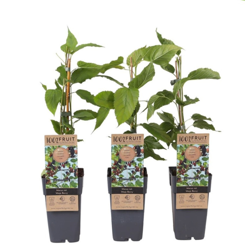Dud Pitic Hibrid "Mojo Berry" la Ghiveci 2L  Înălțime 50-60cm