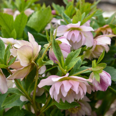 Helleborus - Spanz "Flowergirl" - Bulbshop