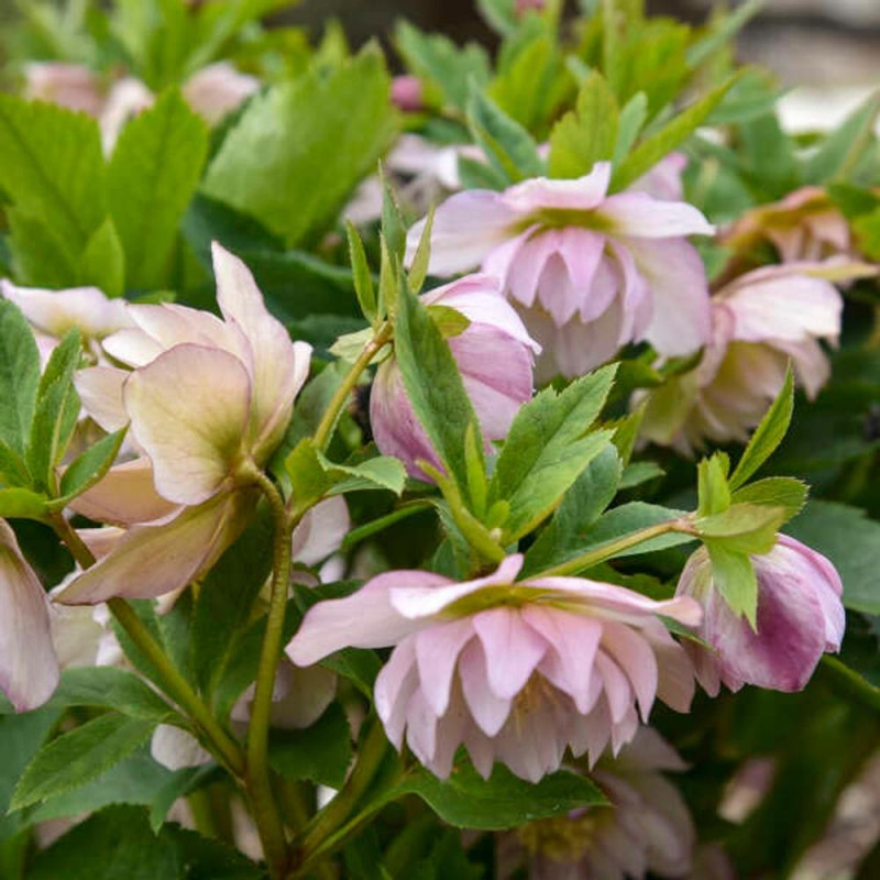 Helleborus - Spanz "Flowergirl" - Bulbshop
