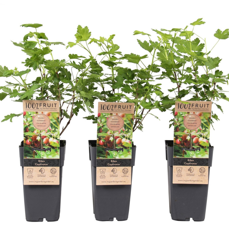 Agriș Roșu "Captivator" Ghiveci 2L Înălțime 50-60cm