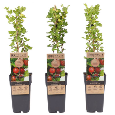 Agriș Roșu "Hinnomaki Red" Ghiveci 2L Înălțime 50-60cm