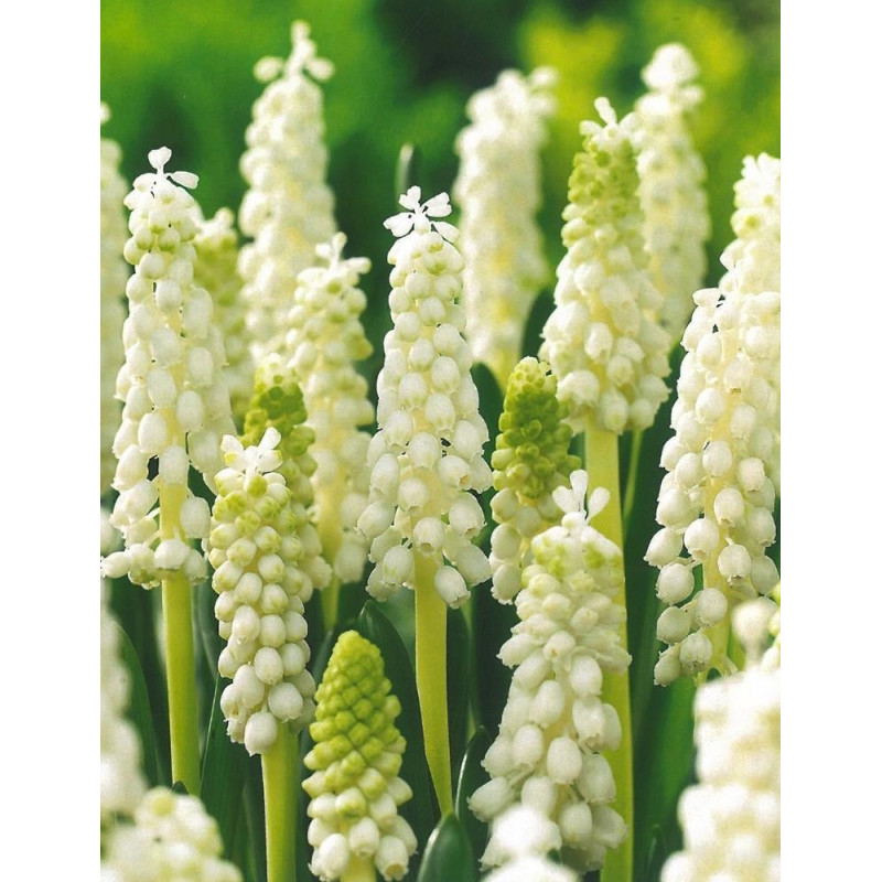 Muscari Alba Zambila Struguras 5 Bulbi de Gradina sau Ghiveci