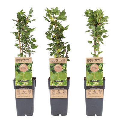 Agriș Roșu "Hinnomaki Green" Ghiveci 2L Înălțime 50-60cm