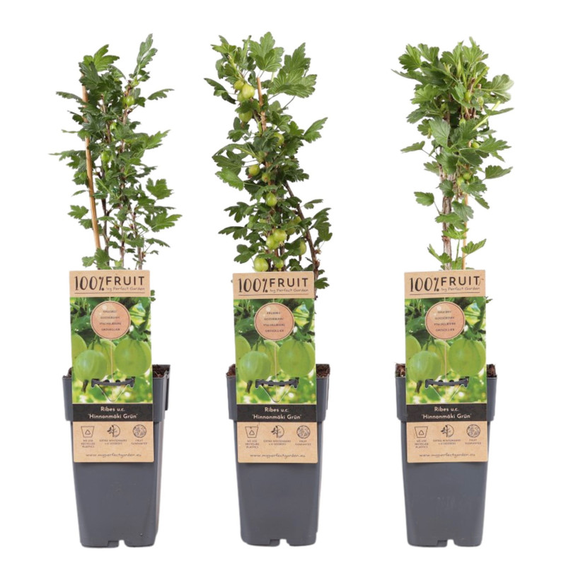 Agriș Roșu "Hinnomaki Green" Ghiveci 2L Înălțime 50-60cm