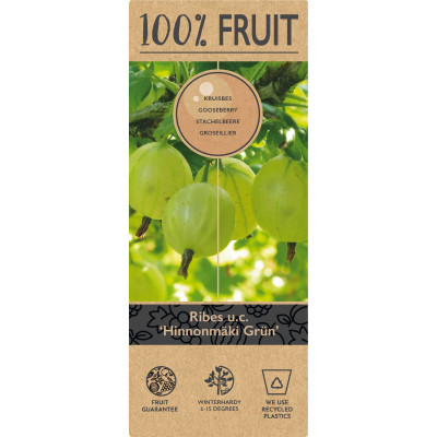 Agriș Roșu "Hinnomaki Green" Ghiveci 2L Înălțime 50-60cm