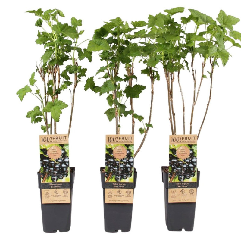 Coacăz Negru "Ben Nevis" la Ghiveci 2L Înălțime 50-60cm