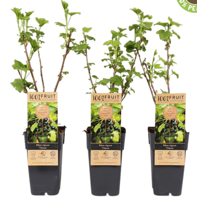 Coacăz Negru "Titiana" la Ghiveci 2L Înălțime 50-60cm
