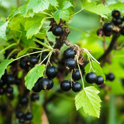Coacăz Negru "Titiana" la Ghiveci 2L Înălțime 50-60cm