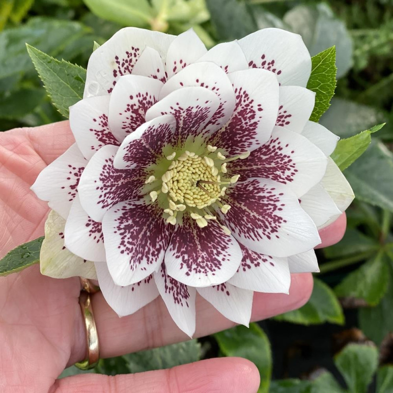 Helleborus - Spanz "Wedding Party" - Bulbshop