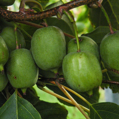 Kiwi Autofertil "Bayern Kiwifruit" Ghiveci 2L Înălțime 50-60cm