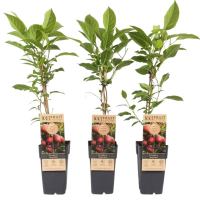 Kiwi Autofertil "Ken's Red" Ghiveci 2L Înălțime 50-60cm