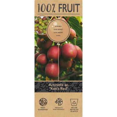 Kiwi Autofertil "Ken's Red" Ghiveci 2L Înălțime 50-60cm