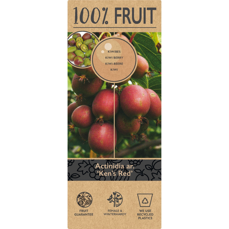 Kiwi Autofertil "Ken's Red" Ghiveci 2L Înălțime 50-60cm