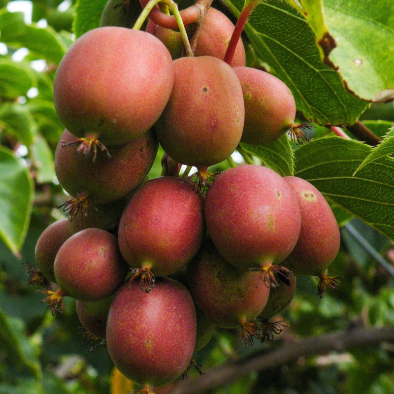 Kiwi Autofertil "Ken's Red" Ghiveci 2L Înălțime 50-60cm
