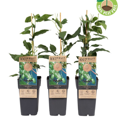 Baby Kiwi Autofertil "Kiwiberry Issai" Ghiveci 2L