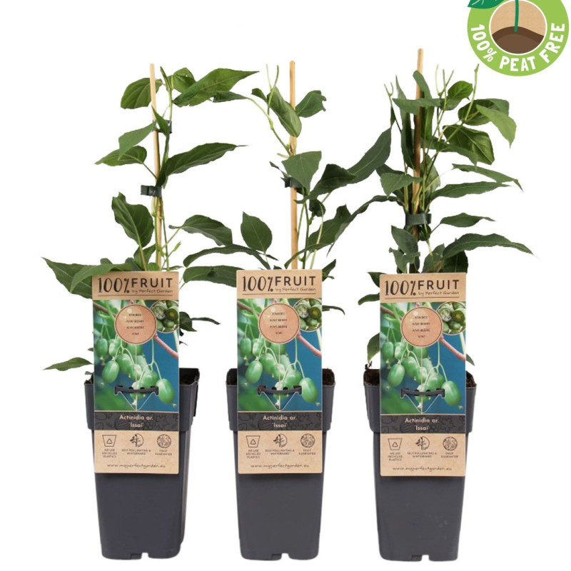 Baby Kiwi Autofertil "Kiwiberry Issai" Ghiveci 2L
