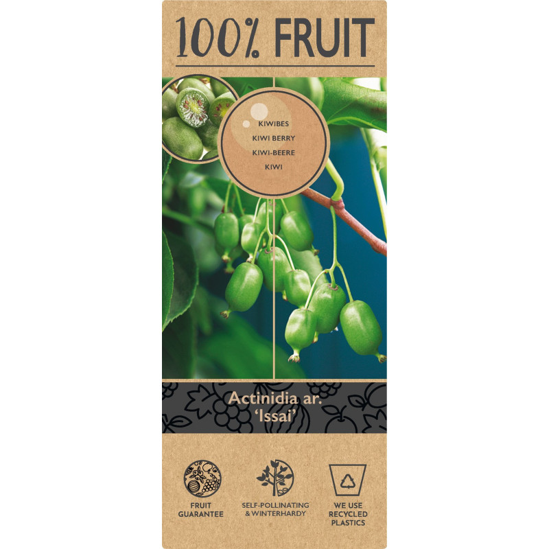Baby Kiwi Autofertil "Kiwiberry Issai" Ghiveci 2L