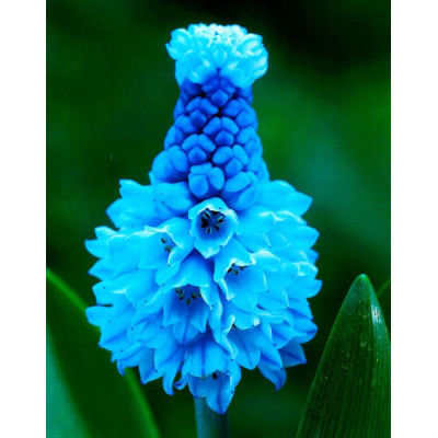 muscari azureum, zambila struguras de culoare albastra bulbi