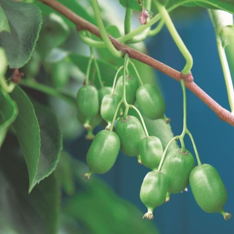 Baby Kiwi Autofertil "Kiwiberry Issai" Ghiveci 2L