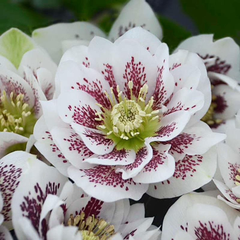 Helleborus - Spanz "Confetti Cake" - Bulbshop
