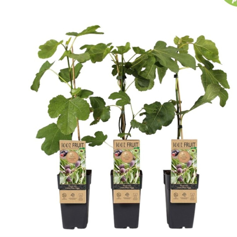 Smochin Pitic "Little Miss Figgy" pe Rod " 2L Înălțime 50-60cm