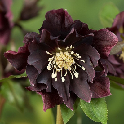Helleoborus - Spanz "Double Ellen Dark Purple" - Bulbshop