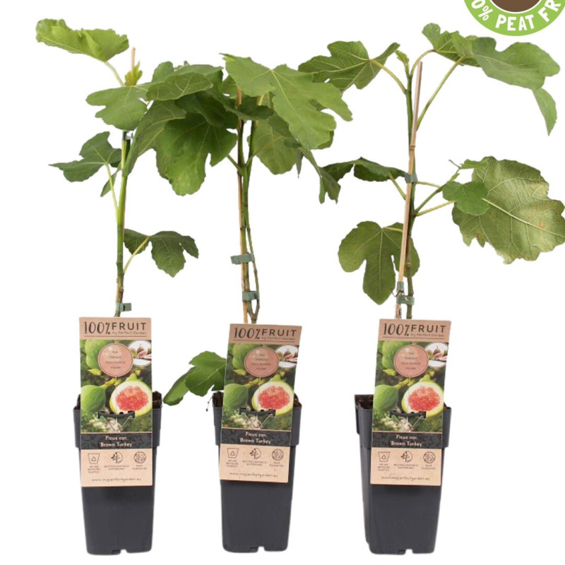 Smochini "Brown Turkey" pe Rod " 2L Înălțime 50-60cm