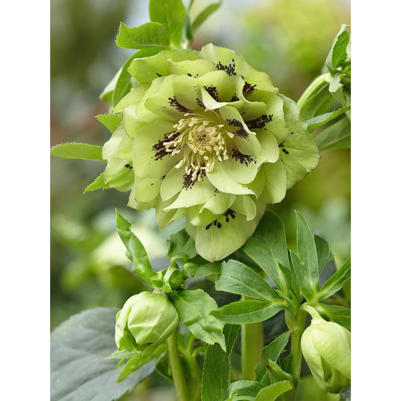 Helleoborus - Spanz "Double Elen Light Green" - Bulbshop