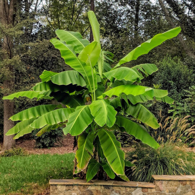 Banan Japonez "Musa Bajo" Ghiveci 2L 50-60cm - Bulbshop