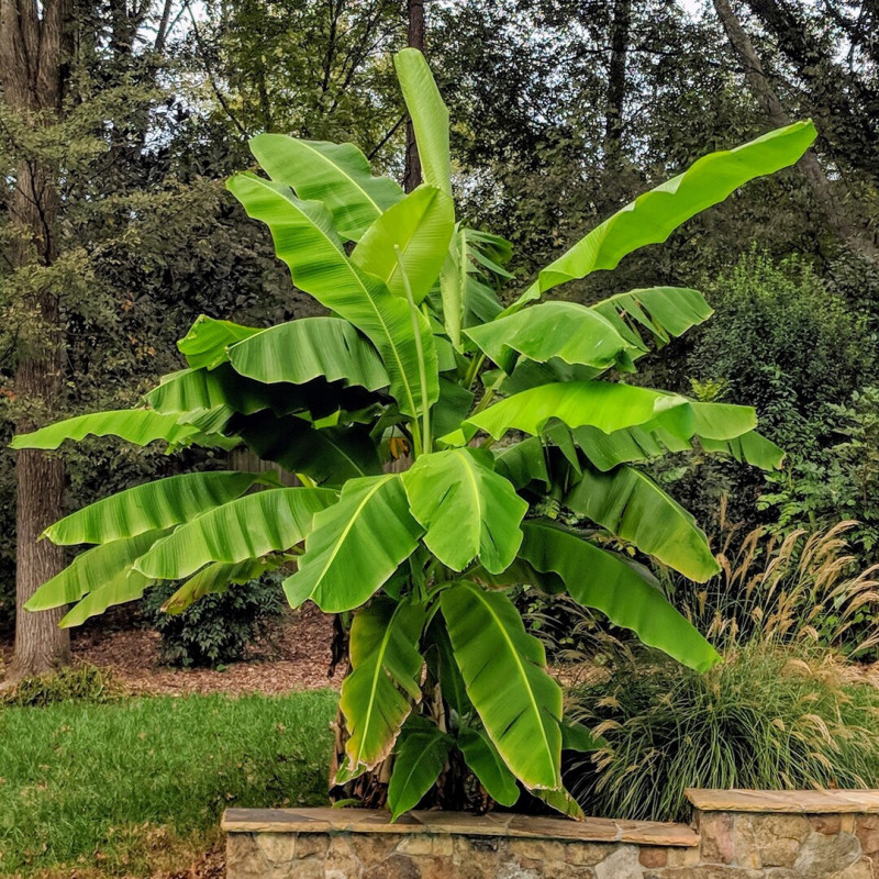 Banan Japonez "Musa Bajo" Ghiveci 2L 50-60cm - Bulbshop