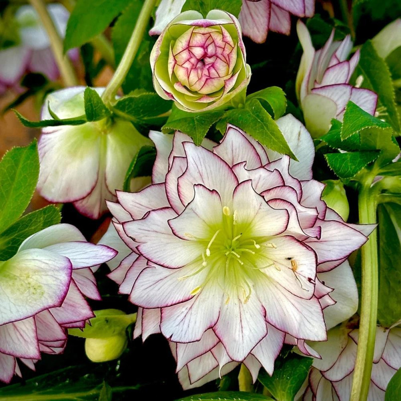 Helleborus - Spanz "Fire and Ice" - Bulbshop