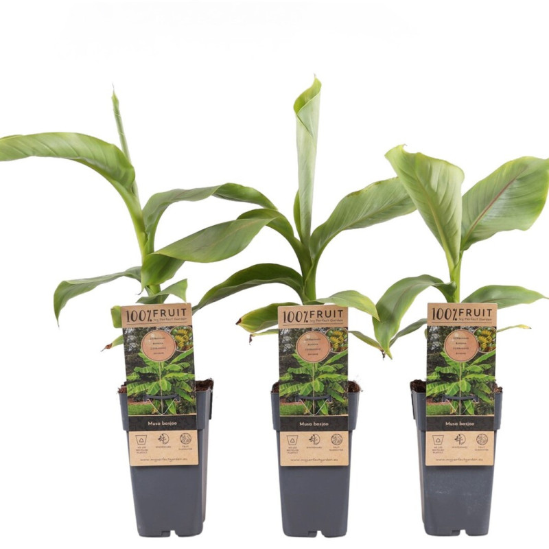 Banan Japonez "Musa Bajo" Ghiveci 2L 50-60cm - Bulbshop