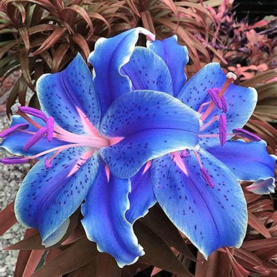 Crin Imperial Parfumat "Blue Pink" 1 Bulb/Pachet