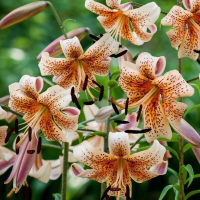Crin Tigru Parfumat "Orange Hibrid" 1 Bulb/Pachet